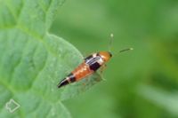 Kurzflügler (Staphylinidae) >