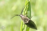 Schnellkäfer (Elateridae) >