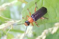 Weichkäfer (Cantharidae) >