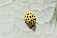 Marienkäfer (Coccinellidae) >