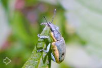 Rüsselkäfer (Curculionidae) >