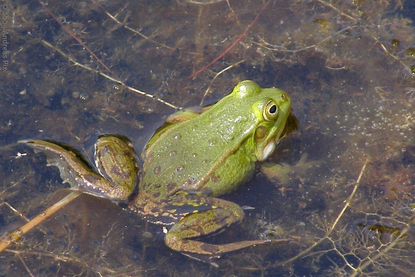 Die Schallblasen desselben beim Quaken