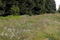 Gewässer II der Eichkanzel, weit mit Torfmoos und Wollgras verlandet