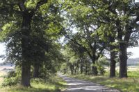 Die Huteallee von Beberbeck, talwärts blickend