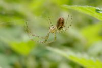 Die Spinne er&ouml;ffnet das Kapitel.