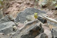 Auch die Gebirgsstelze ist dabei. Hier eine m&auml;&szlig;ige Aufnahme im Bergbachger&ouml;ll.