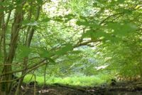 Urwald &ouml;ffnet sich zum lichten Liebesgarten