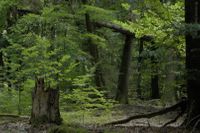 Aus mediterraner Sicht war alles jenseits der Alpen nur schauriger Wald.