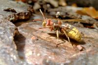 Hornisse fliegt eine Saftquelle an.