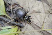 Berg-Schaufelläufer (Cychrus attenuatus)