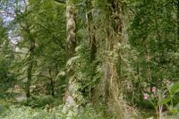 Von den Lianen des Wald-Geißblatts erkletterte Eiche im Reinhardswald